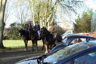 horses show respect.jpg